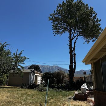 Bogaardts Trees and Shrubs - All but the highest branches have been lopped off. - Landscaping Near Me - Orem, Utah