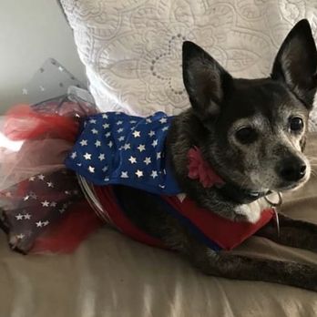 CVCA Cardiac Care for Pets - The patient, having received excellent care, is now resting comfortably in stupid outfit! - Veterinarians Near Me - Austin, Texas