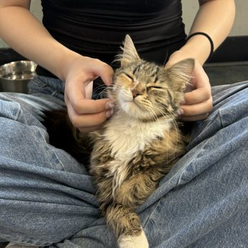 Miko's Pet Supplies - according to the staff, this cat has gotten inquiries about adoptions EVERY DAY! - Pet Stores Near Me - West Covina, California Miko's Pet Supplies - according to the staff, this cat has gotten inquiries about adoptions EVERY DAY! - Pet Stores Near Me - West Covina, California