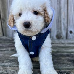 Ro’s doodles - Miniature poodle