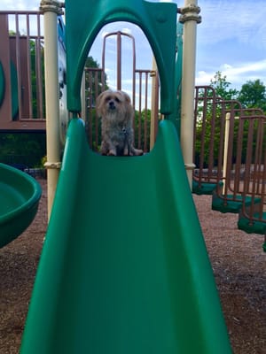 Cabbagetown Park by null