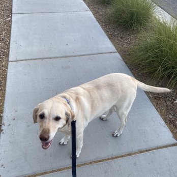 Wag-N-Tails - Pet Groomers Near Me - Las Vegas, Nevada