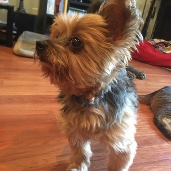 Sitter4Paws - SKIPPY - Dog Walkers Near Me