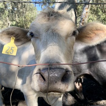 JG Ranch - Beautiful baby - Farmers Market Near Me - Brooksville, Florida JG Ranch - Beautiful baby - Farmers Market Near Me - Brooksville, Florida