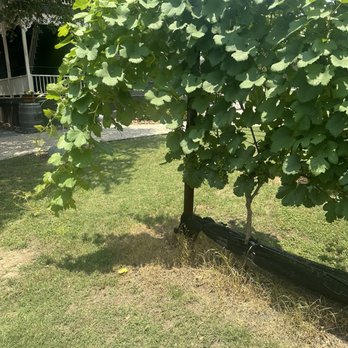 Coordinates Vineyards - Wine, champagne - Wine Tasting Room Near Me - Hye, Texas