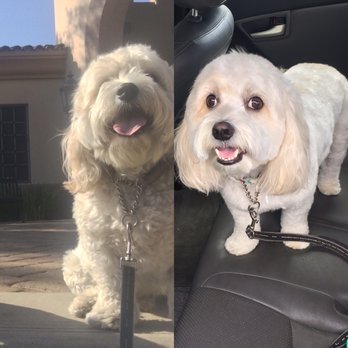The Spaw - Before and after the spaw. He can see again! - Pet Groomers Near Me - Tustin, California