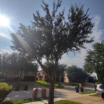 Big Gorilla Tree Service - Tree Services Near Me - Lewisville, Texas Big Gorilla Tree Service - Tree Services Near Me - Lewisville, Texas