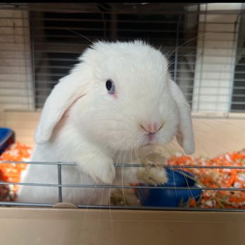 Bunny Hop Inn - Pet Sitting Near Me Bunny Hop Inn - Pet Sitting Near Me