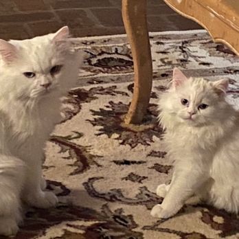 Cats By Francy - Pet Breeders Near Me - Lafayette, Louisiana