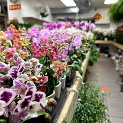Yang's Fruit & Flower Market