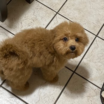 One Lucky Puppy #2 - After - Pet Groomers Near Me - Berwyn, Illinois One Lucky Puppy #2 - After - Pet Groomers Near Me - Berwyn, Illinois