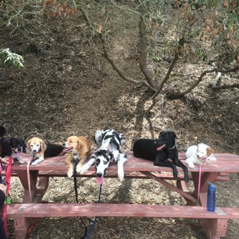 Pawsitive Walks - Alaina and the dogs take a break during a training hike. - Dog Walkers Near Me Pawsitive Walks - Alaina and the dogs take a break during a training hike. - Dog Walkers Near Me