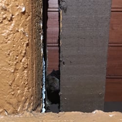 Culturas - Heh.....those are 2 bats that found sanctuary inside the restaurant. Stairwell that leads to the restrooms at the back of the restaurant.