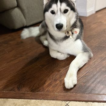 Paw Pros - Pet Groomers Near Me - Sacramento, California Paw Pros - Pet Groomers Near Me - Sacramento, California