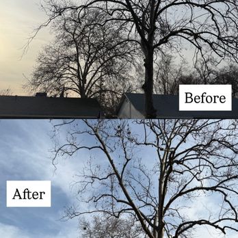 Nexus Tree Solutions - Tree Services Near Me - Olivehurst, California