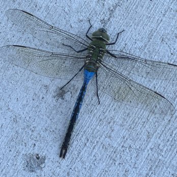 Defined Pest Solutions - Insects - Pest Control Near Me Defined Pest Solutions - Insects - Pest Control Near Me