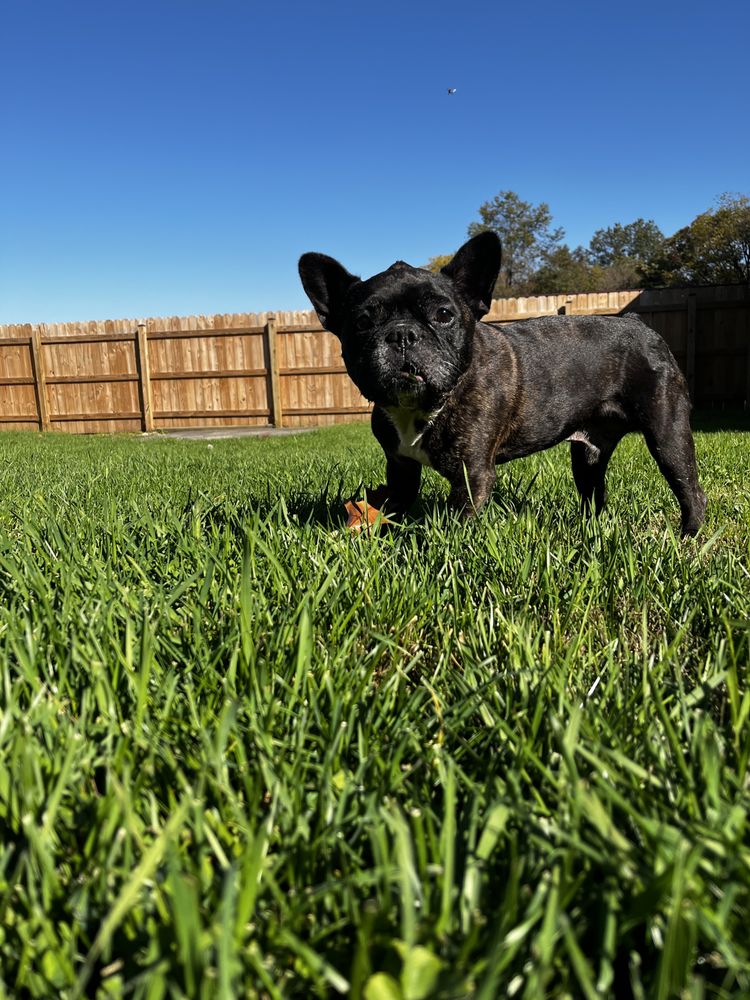 Besa Pets - pet boarding facility in Lancaster, PA