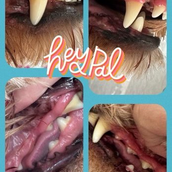 Van Dogh Grooming - Teeth cleaning - Pet Groomers Near Me Van Dogh Grooming - Teeth cleaning - Pet Groomers Near Me