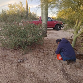 Evolet's Painting - We hired Tony to fix Jose's drip line mess! This bush almost died because Jose left it off the line. - Painters Near Me