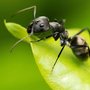 Photo of Pro Guard Pest Solutions