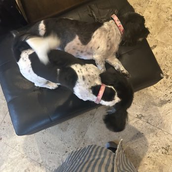 Hello Pets Groomers - Pet Groomers Near Me