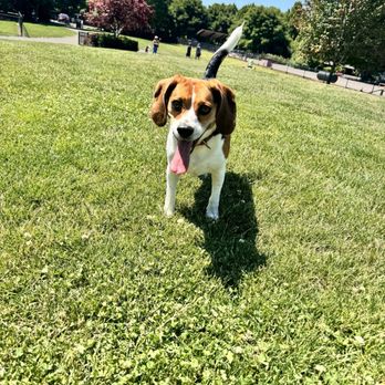 Hondo Dog Park - Dog Parks Near Me - Hillsboro, Oregon Hondo Dog Park - Dog Parks Near Me - Hillsboro, Oregon