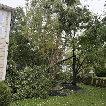 Lopezitos Trees Service - Tree Services Near Me