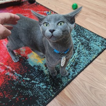 Catnip Cat Cafe - Pet Adoption Near Me - Norfolk, Virginia
