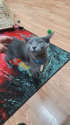 Catnip Cat Cafe by null