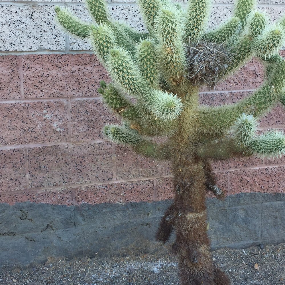 Cool cactus in front of the huge power station beside the park. Cool cactus in front of the huge power station beside the park.