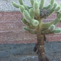 Cool cactus in front of the huge power station beside the park. Cool cactus in front of the huge power station beside the park.