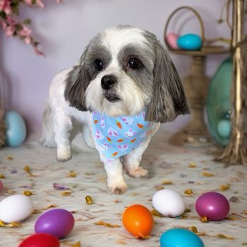 Hound Lounge - Pet Groomers Near Me - Lexington, North Carolina Hound Lounge - Pet Groomers Near Me - Lexington, North Carolina