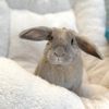 Bunny World Foundation gift card