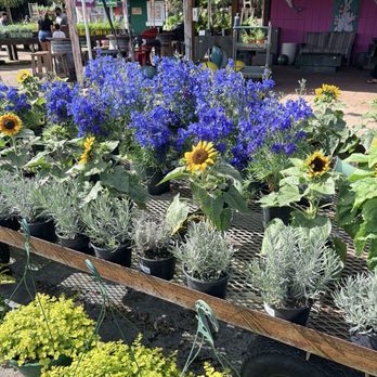 Flamingo Road Nursery - Nurseries & Gardening Near Me - Davie, Florida Flamingo Road Nursery - Nurseries & Gardening Near Me - Davie, Florida