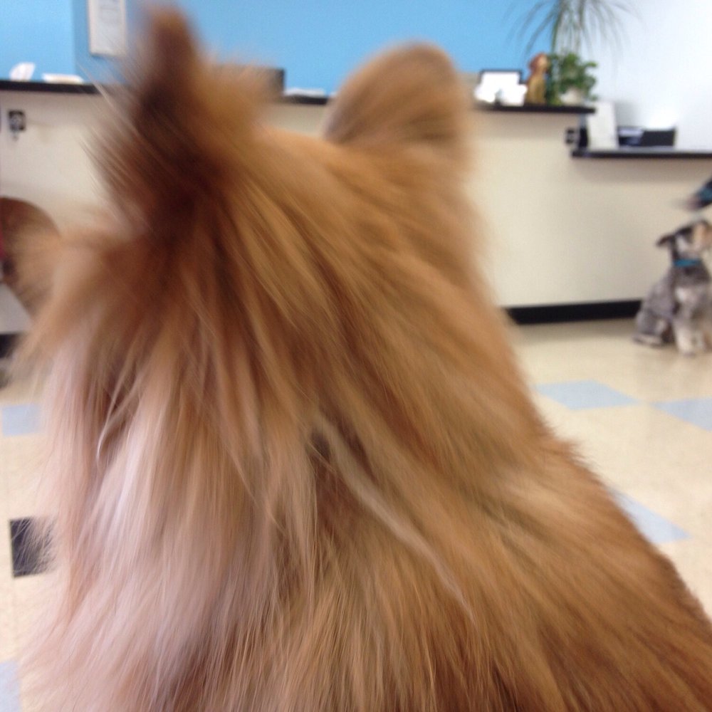 Pasadena Pets Veterinary Hospital - Coco waiting her turn at the Sunday dental clinic. - Veterinarians Near Me - Pasadena, California Pasadena Pets Veterinary Hospital - Coco waiting her turn at the Sunday dental clinic. - Veterinarians Near Me - Pasadena, California
