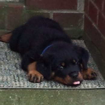Guardian Rottweilers - Pet Stores Near Me - Bargersville, Indiana Guardian Rottweilers - Pet Stores Near Me - Bargersville, Indiana