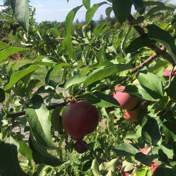 Masker Orchards - Red in the front, green in the back. Pick the ripe ones and walk further up for better pickings. - Fruits & Veggies Near Me - Warwick, New York