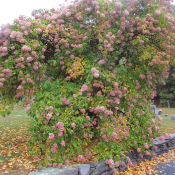 Spears Cemetery Association - Colorful Hydrangea - Funeral Services & Cemeteries Near Me - Foster, Rhode Island Spears Cemetery Association - Colorful Hydrangea - Funeral Services & Cemeteries Near Me - Foster, Rhode Island