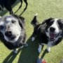 Photo of Cottonwood Pet Resort