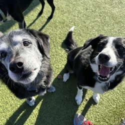Cottonwood Pet Resort