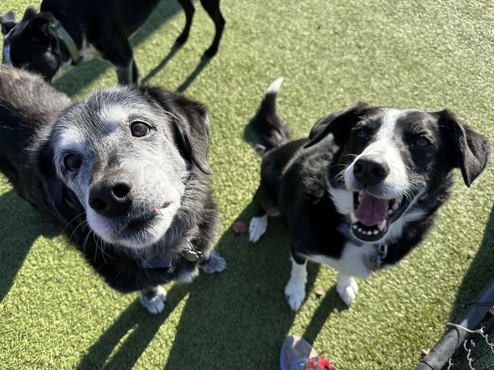 Cottonwood Pet Resort - pet boarding facility in Waterloo, NE