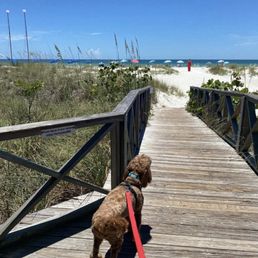 Our Sunny Bear looking good on the beach