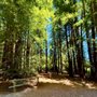 Reinhardt Redwood Regional Park