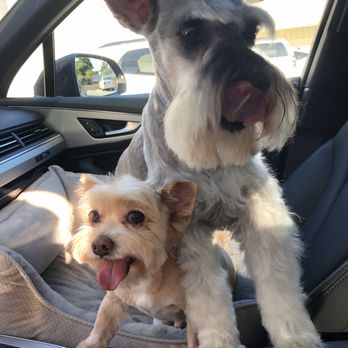 Bubbles Dog Grooming - Driving home after visit to Korean [Dog] Spa: Bubbles! - Pet Groomers Near Me - Los Angeles, California
