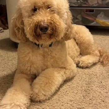 Bark Avenue - He looks exactly like I dropped him off just with a bath and blow dry.. - Pet Groomers Near Me - Cedar Park, Texas