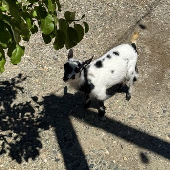 Blue Barn Provisions - Adorable lunch companion - Salad Near Me - Camino, California Blue Barn Provisions - Adorable lunch companion - Salad Near Me - Camino, California
