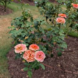 Raleigh Rose Garden