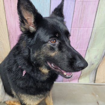 Groovy Grooming - Pet Groomers Near Me Groovy Grooming - Pet Groomers Near Me