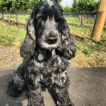 Ruff Ruff Refuge - Myrtle in Napa! - Pet Sitting Near Me