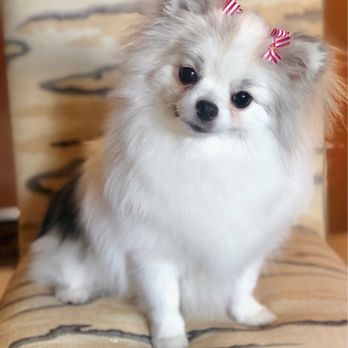 Doggie Designs - ChiChi with striped bows and soft luscious fur! Groomed by Nicole - Pet Groomers Near Me - Vacaville, California